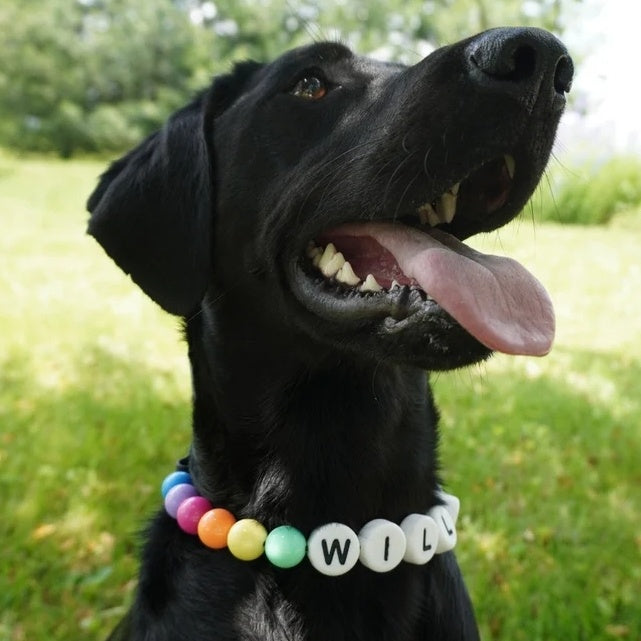 BFF Pet Collar + free matching bracelet